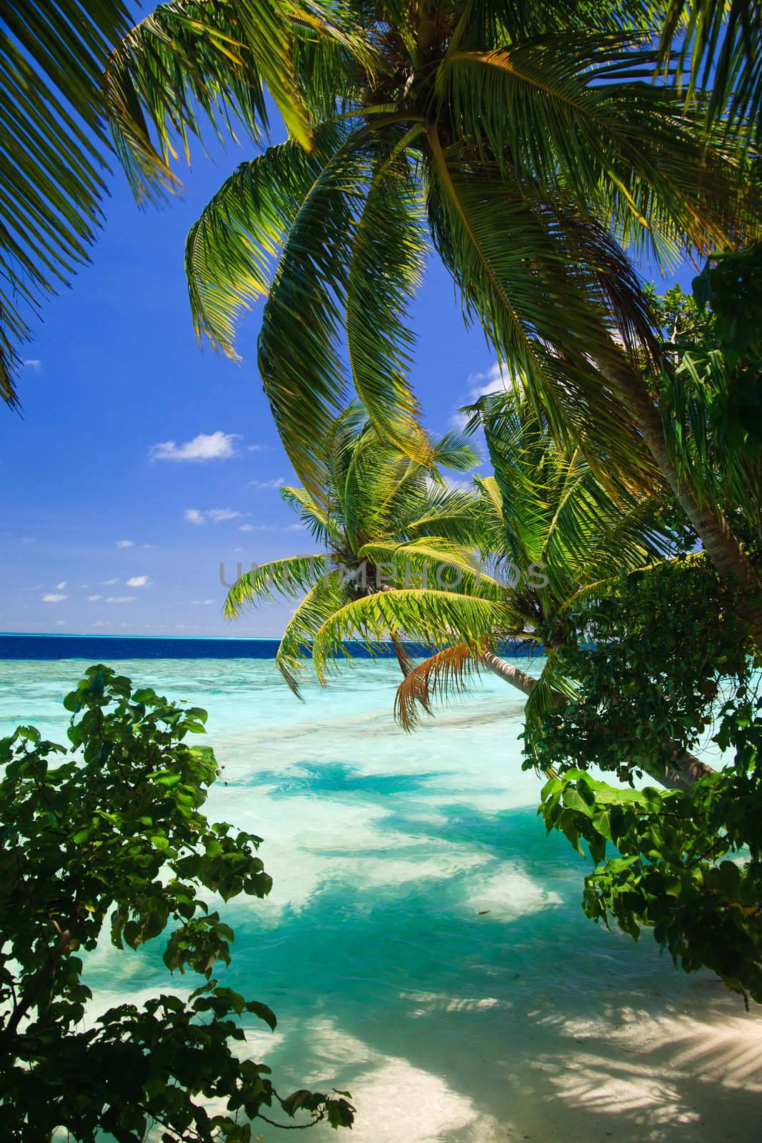 Tropical Paradise at Maldives with palms and blue sky