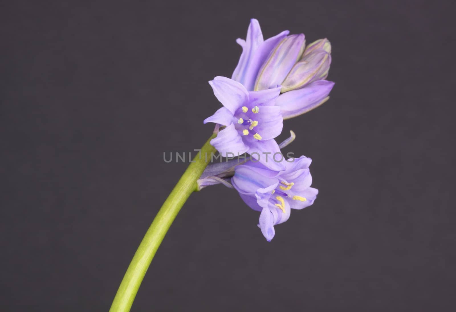 bluebell