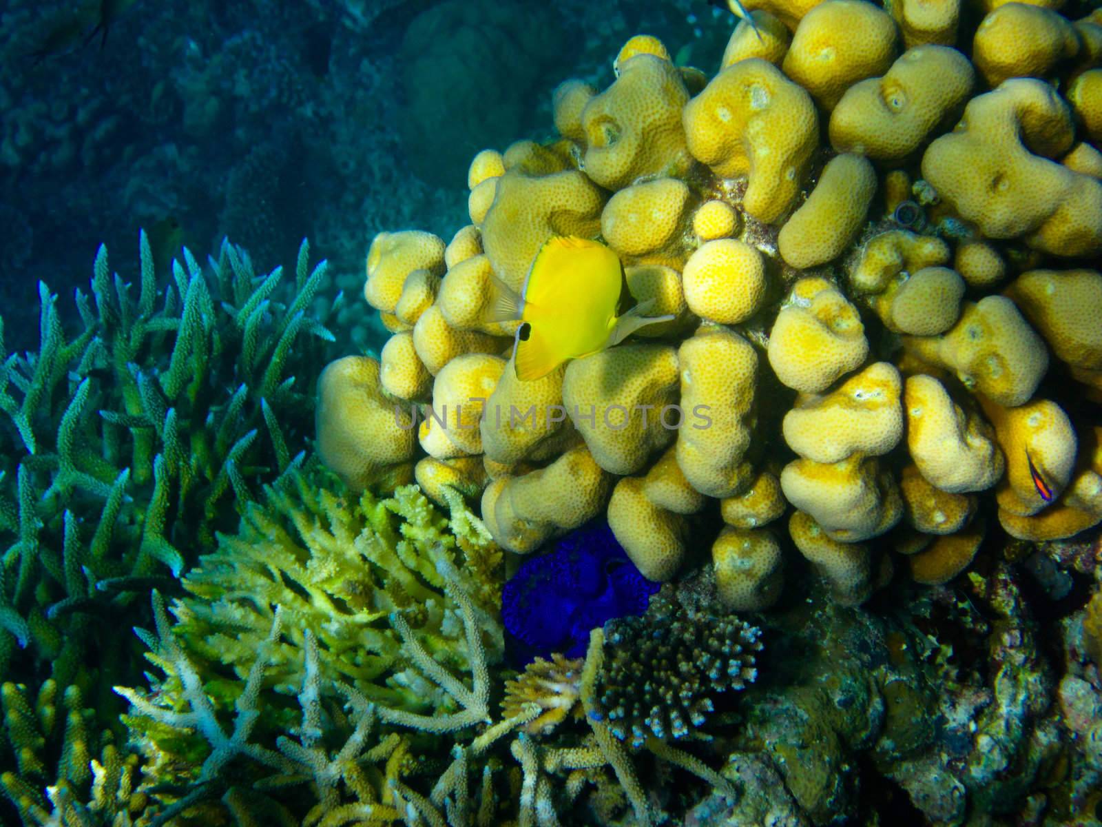 under water world at Maldives blue clear sea