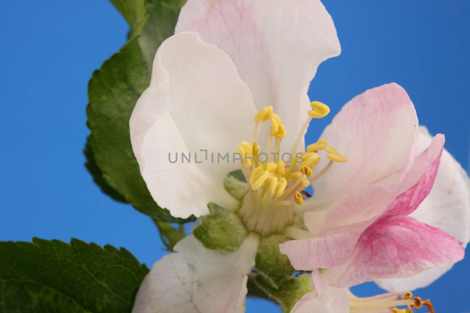 apple blossom
