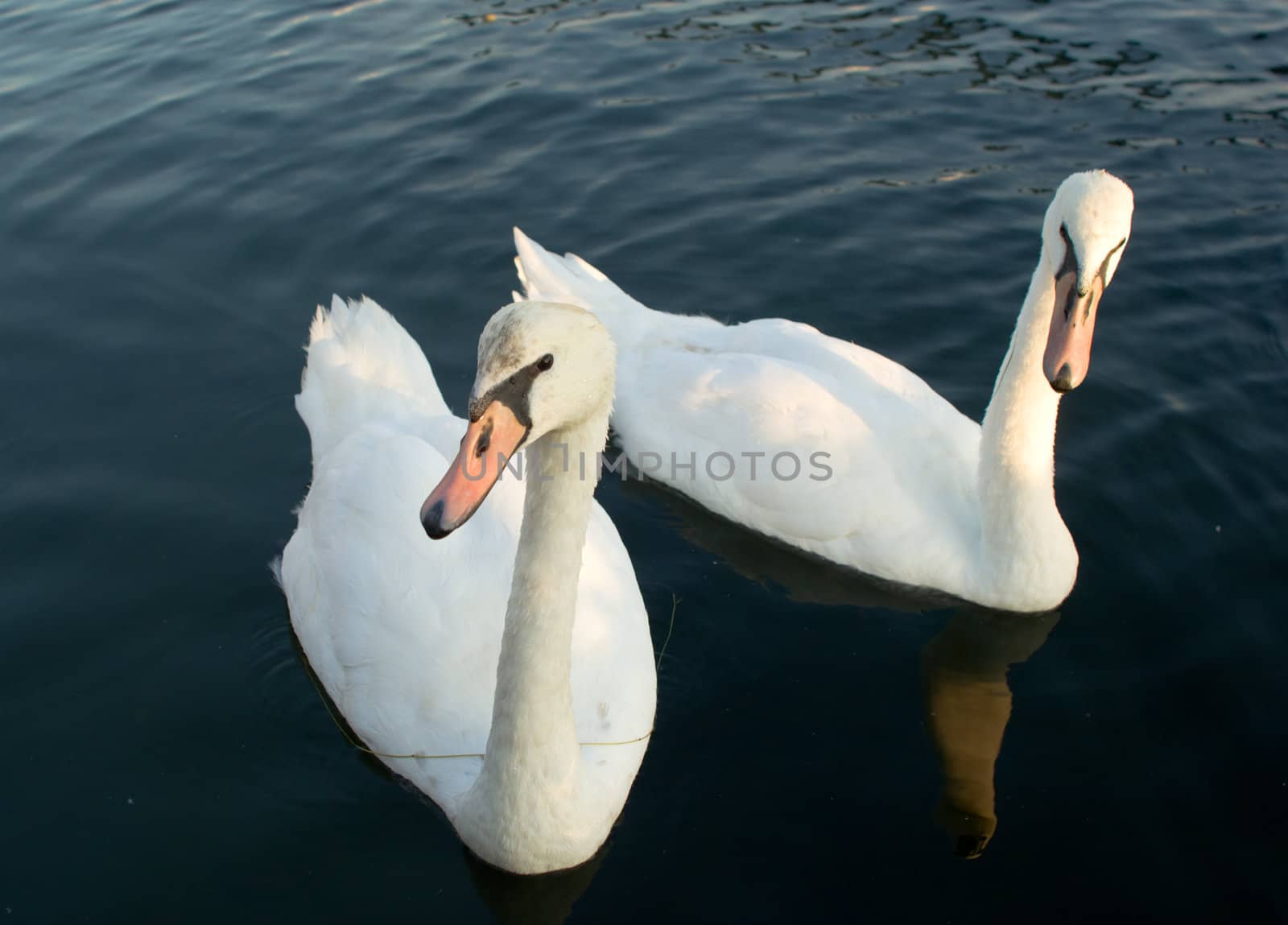 Two swans on a water surface