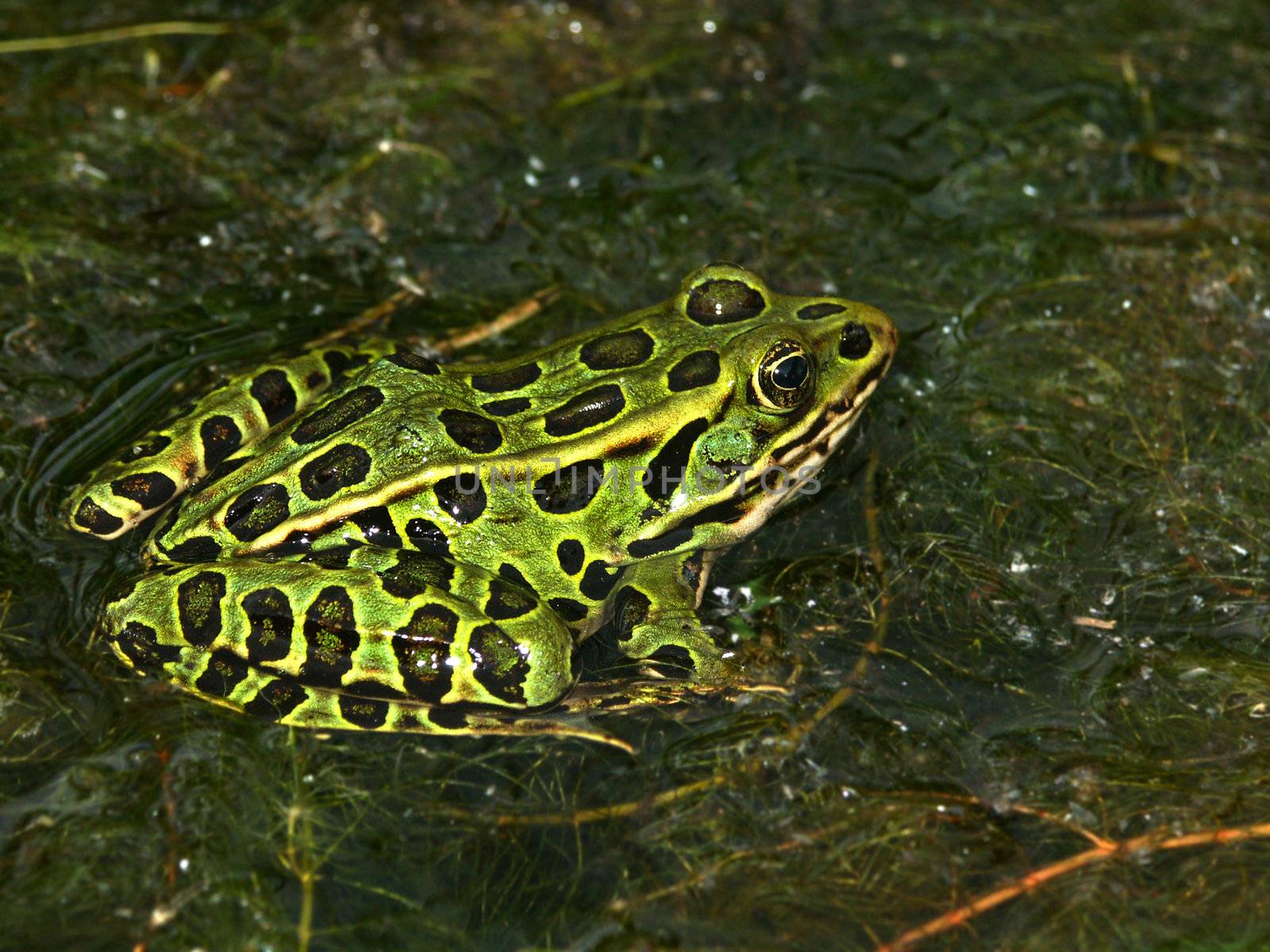 Northern Leopard Frog (Rana pipiens) by Wirepec
