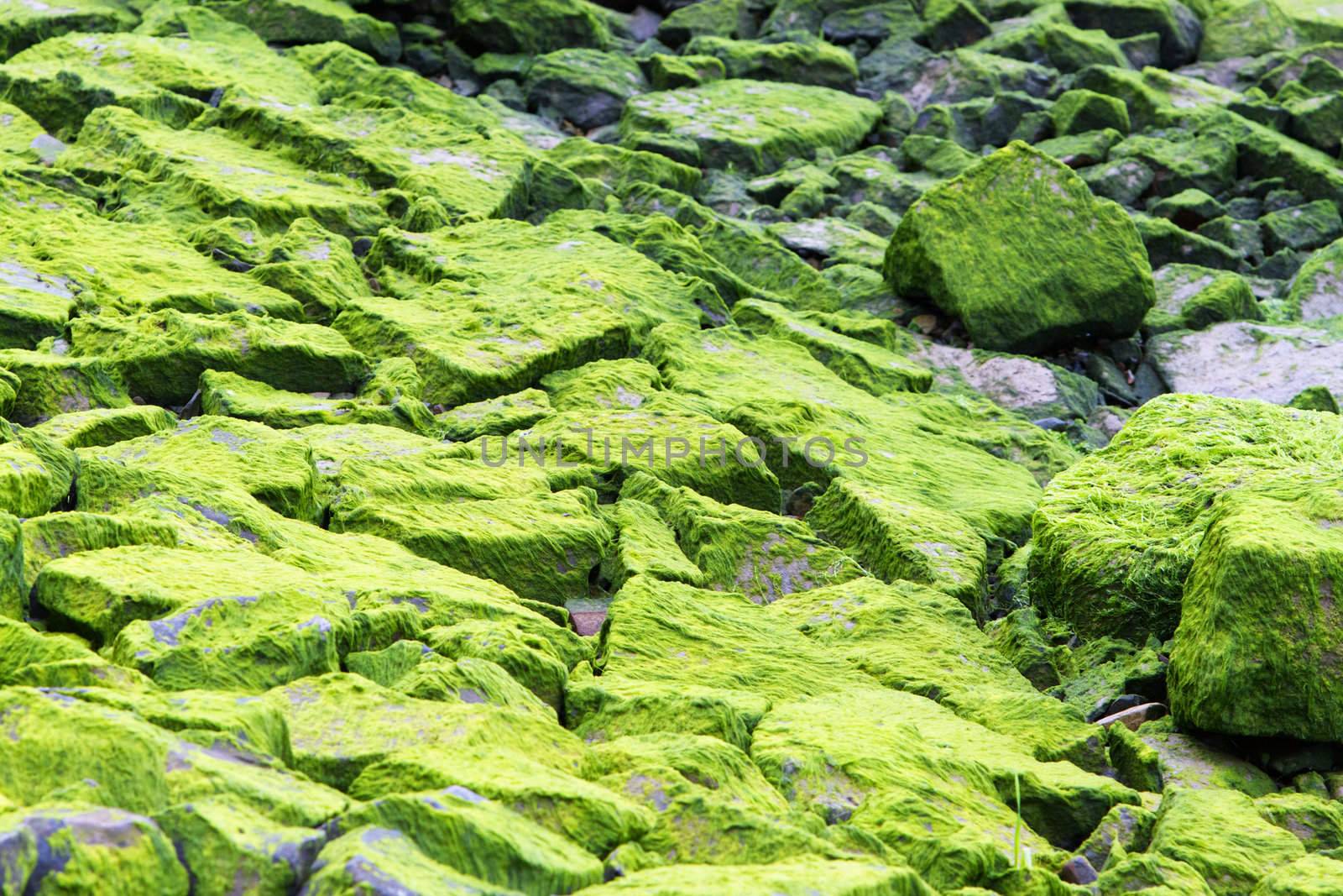 Moss and sea weed covered rocks near the ocean coast