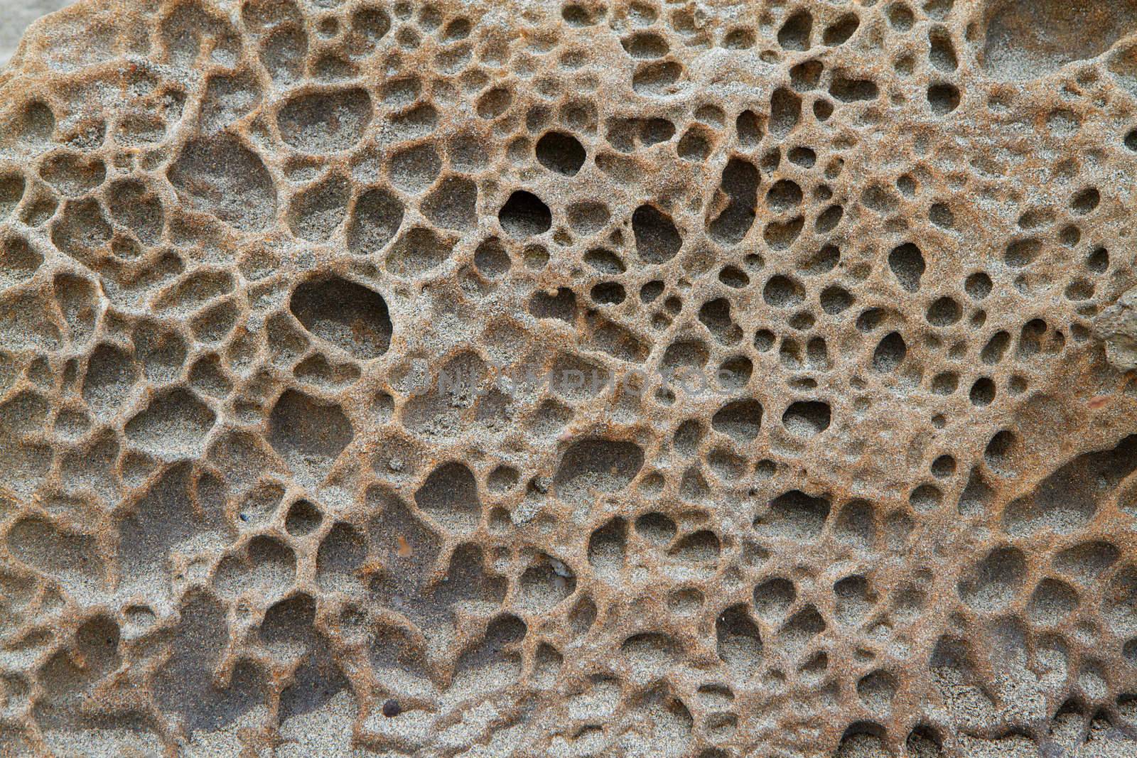 Sponge texture stone on beach near ocean