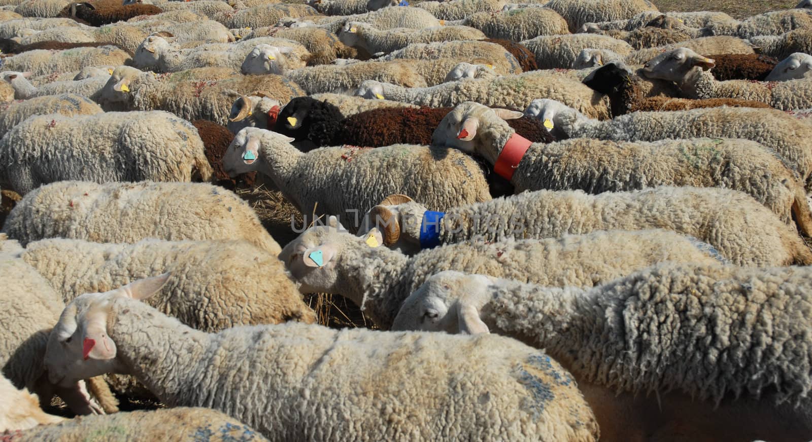 a herd of sheeps walking in a field