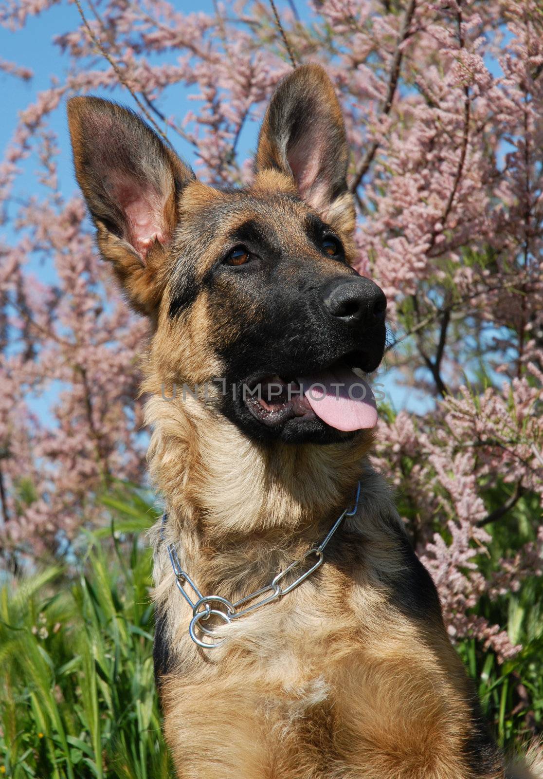 portrait of a beautiful puppy german shepherd