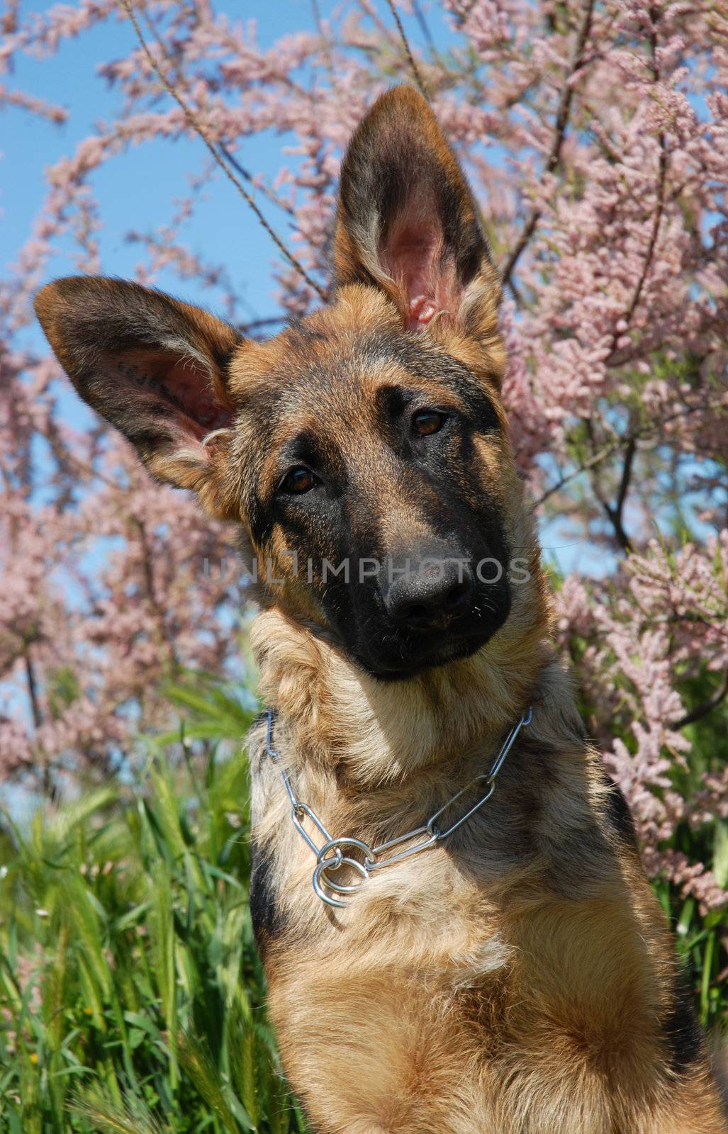 portrait of a beautiful puppy german shepherd