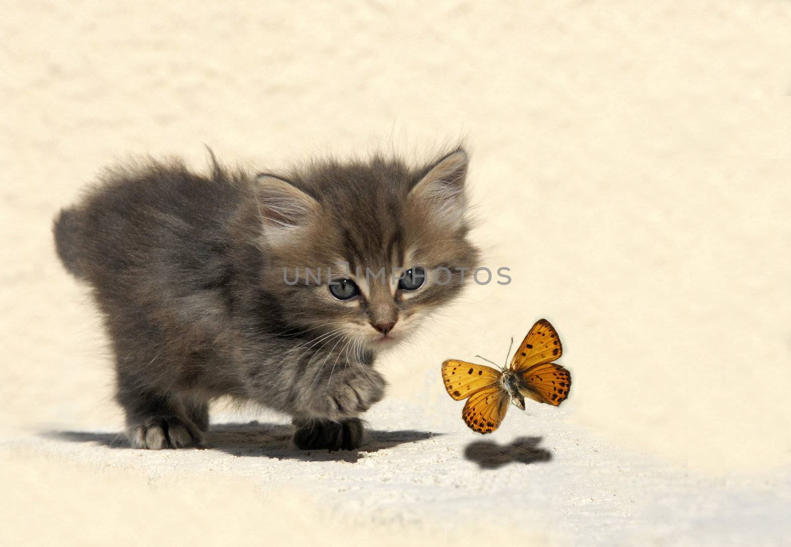 very young kitten hunting a butterfly