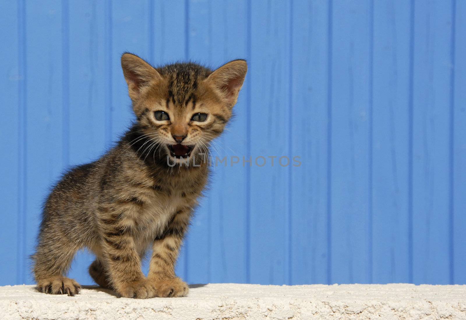young kitten meowing in front of a blue background