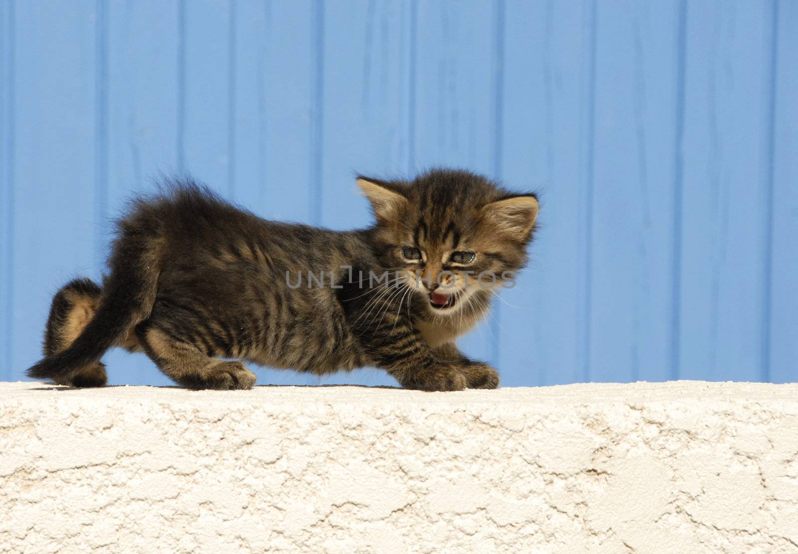 young kitten meowing in front of a blue background