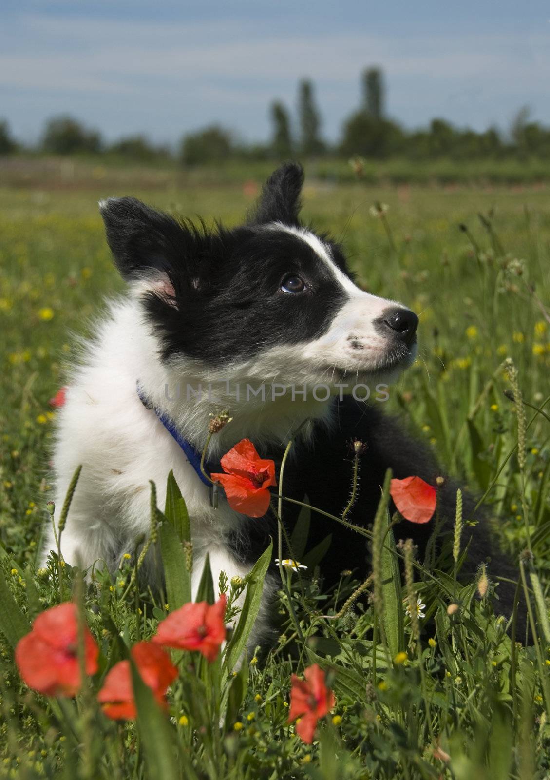 puppy border collie  by cynoclub