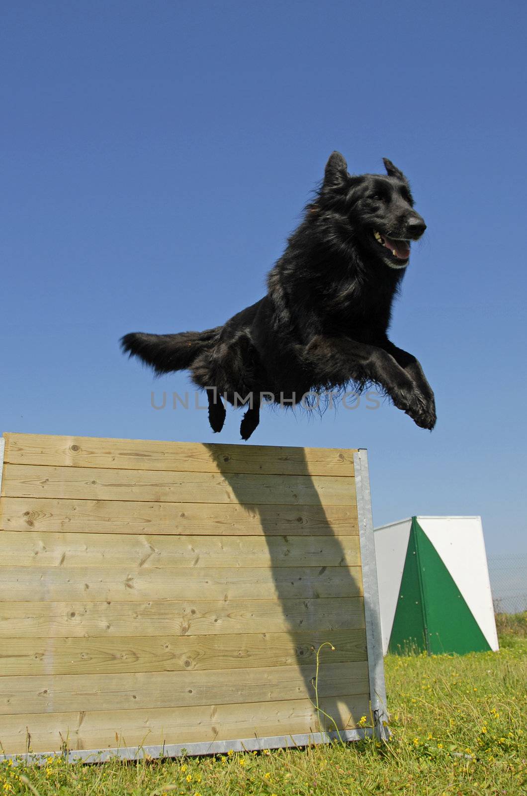 jumping black dog by cynoclub