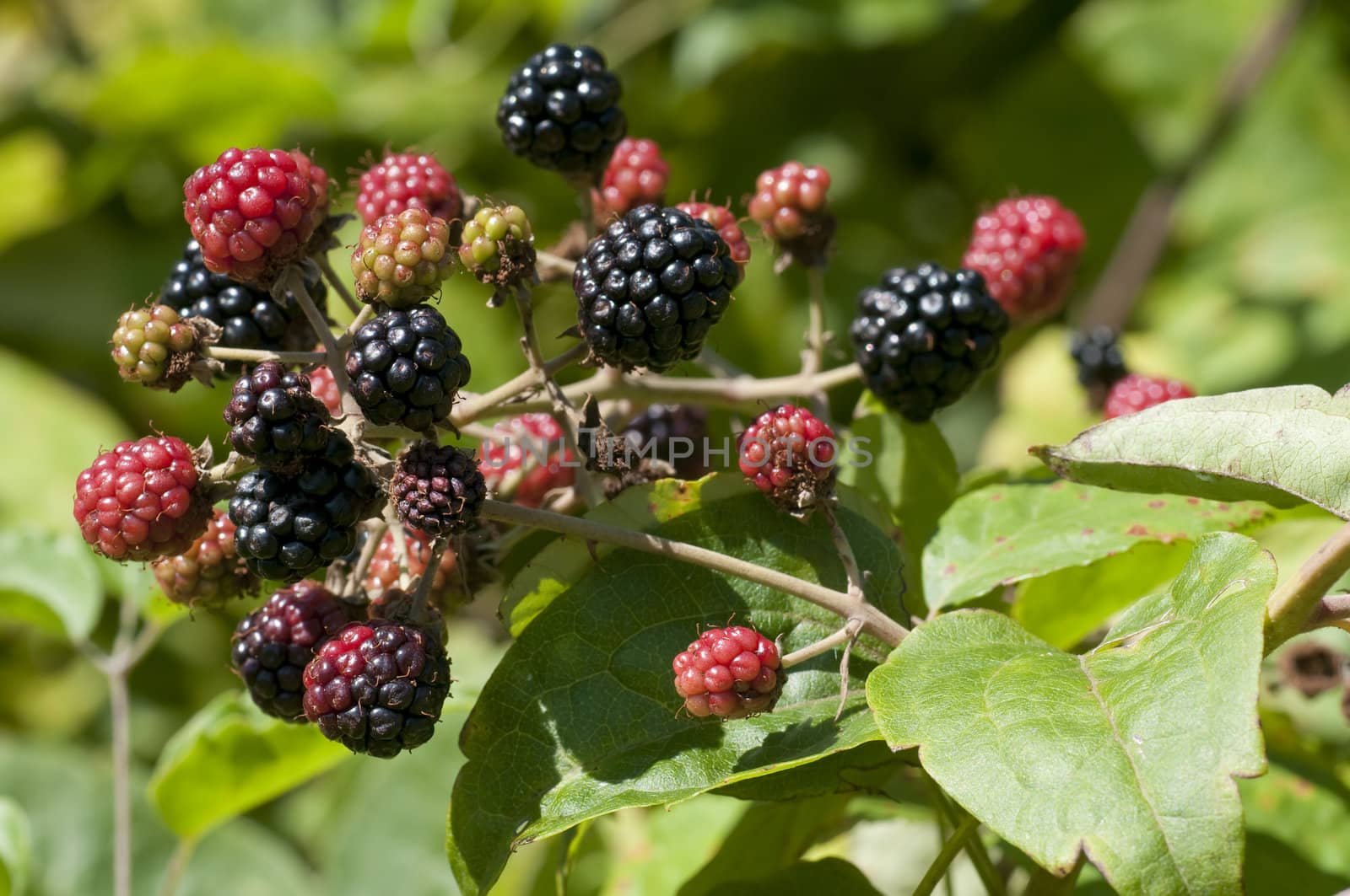 Butchers broom berries, Brumble