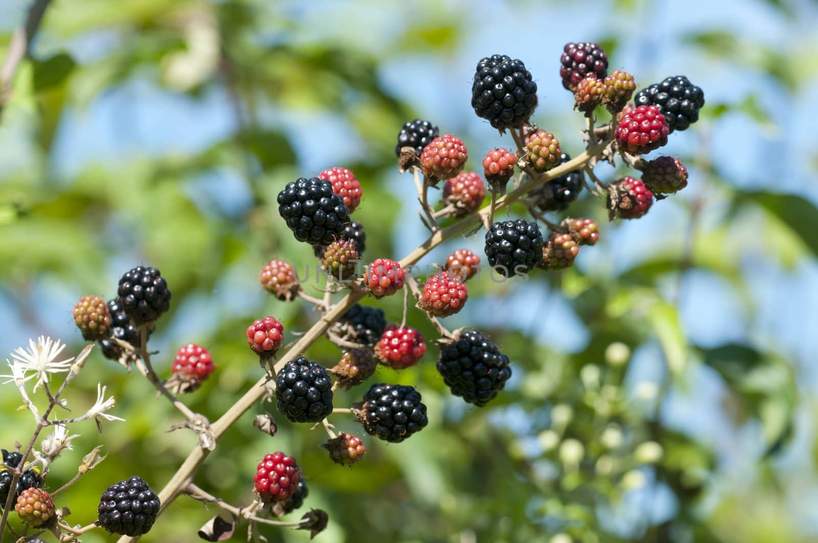 Butchers broom berries, Brumble