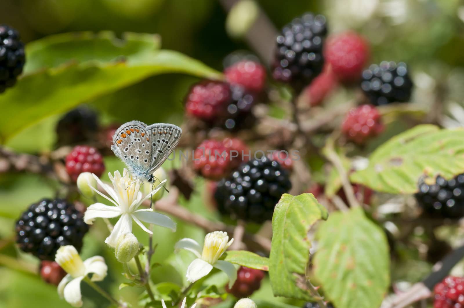 Butchers broom berries, Brumble