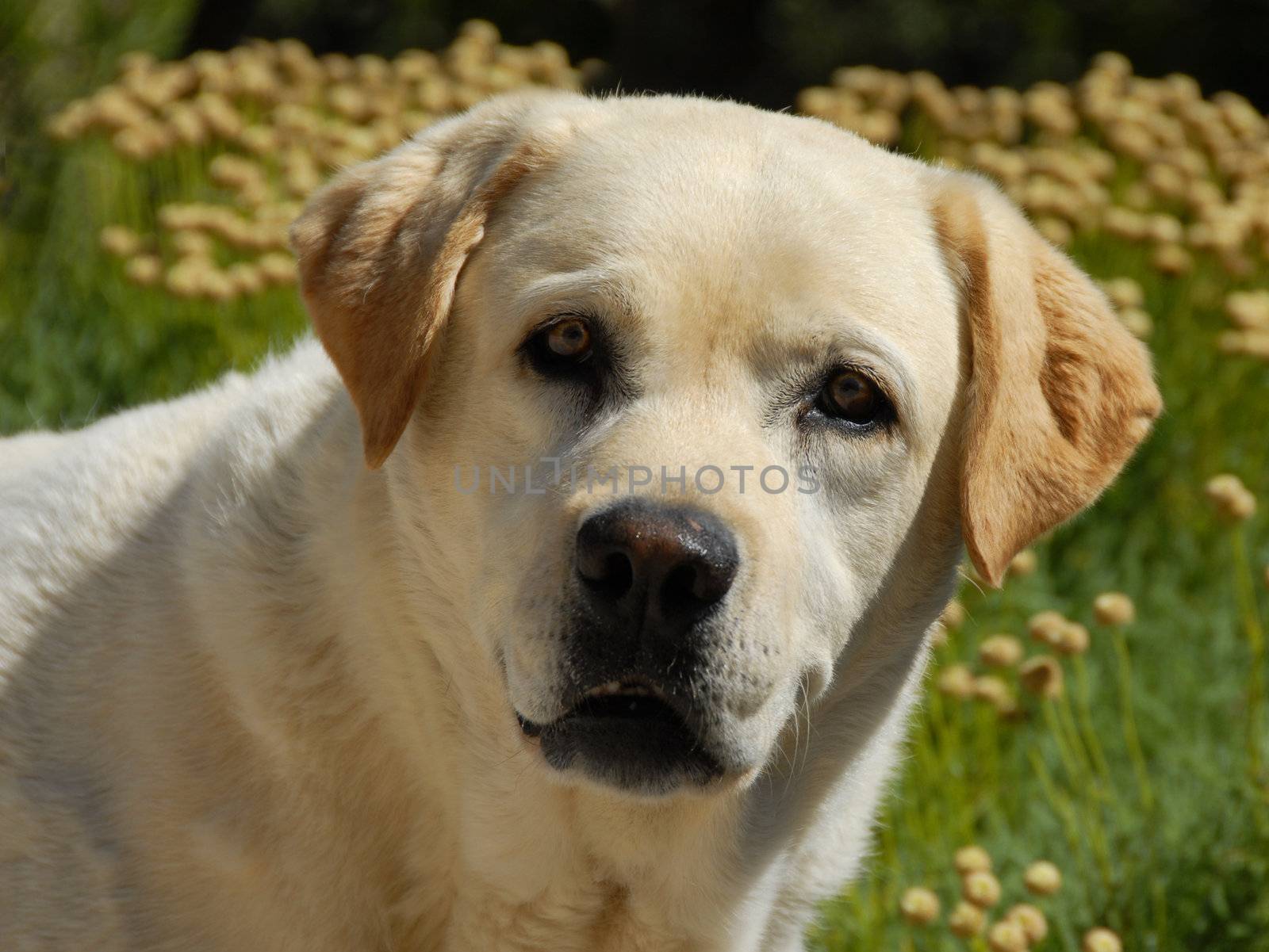 portrait of a beautiful purebred labrador retriever in a garden