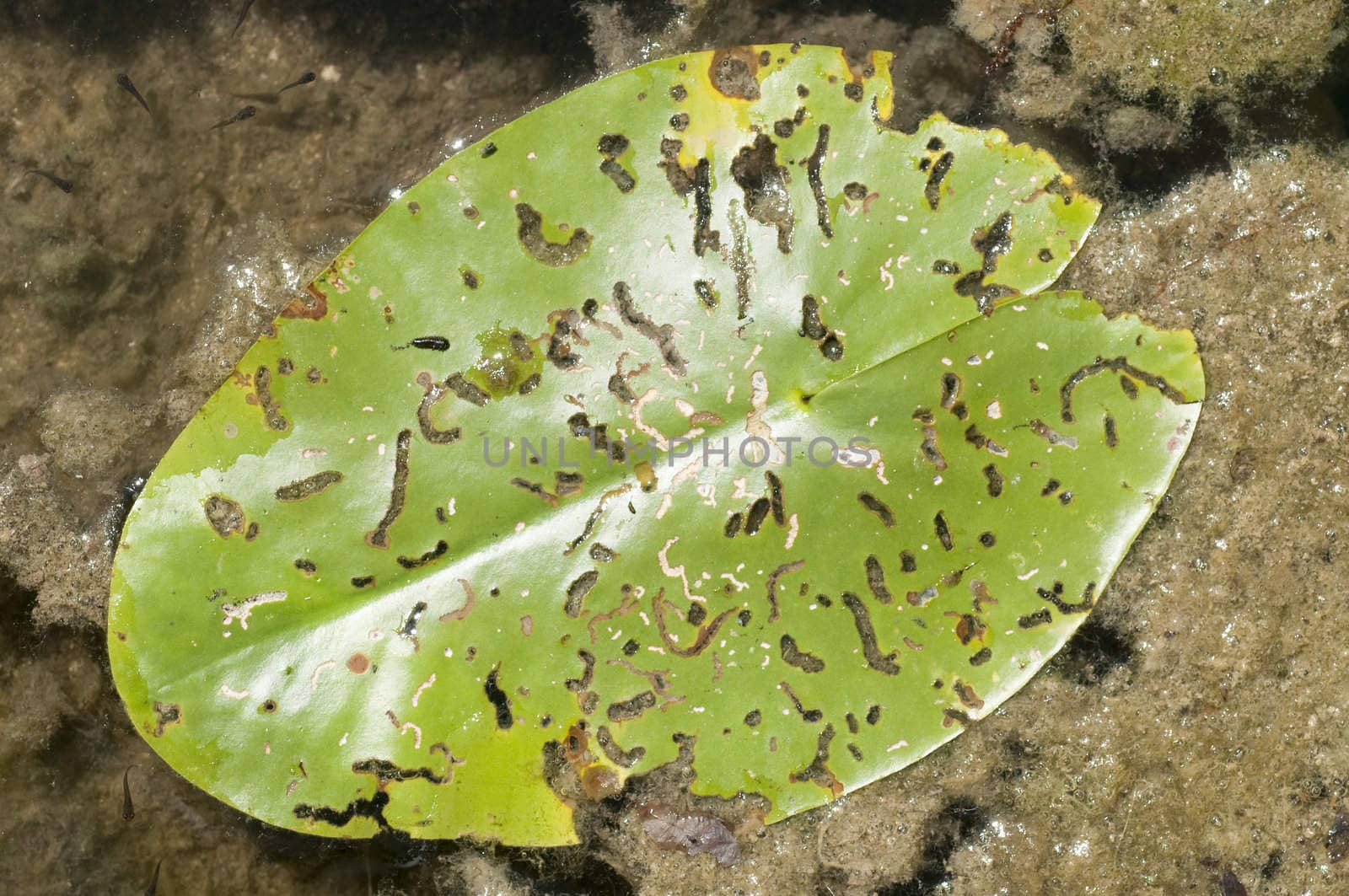 Old Waterlily leaf