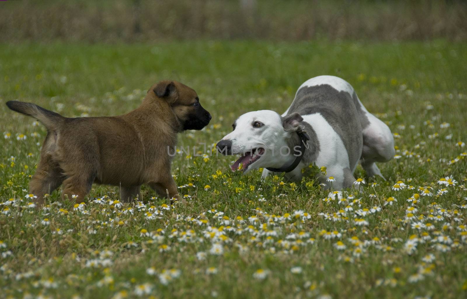 greyhound and puppy sheepdog by cynoclub