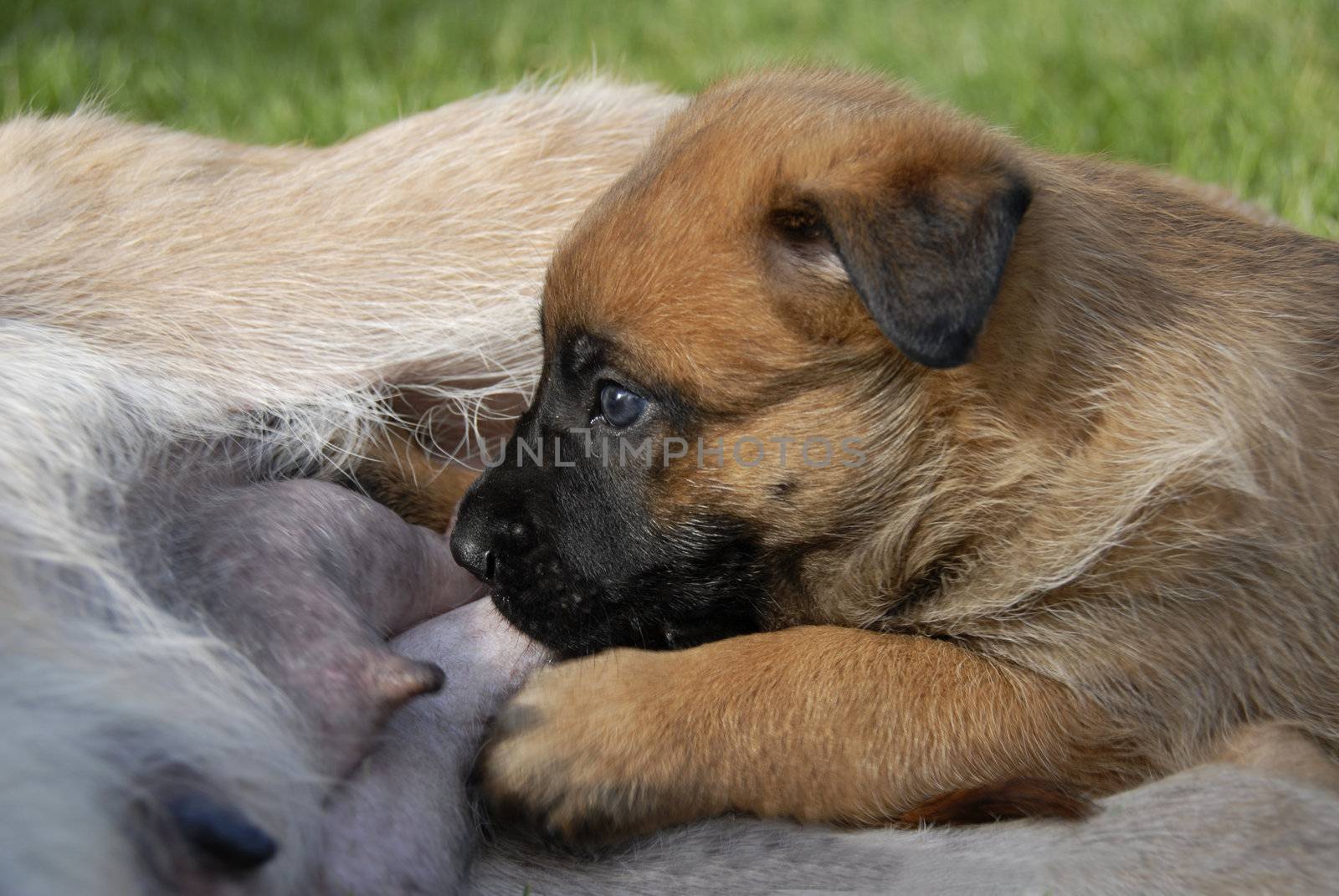 young purebred belgian shepherd malinois feeding to his mother