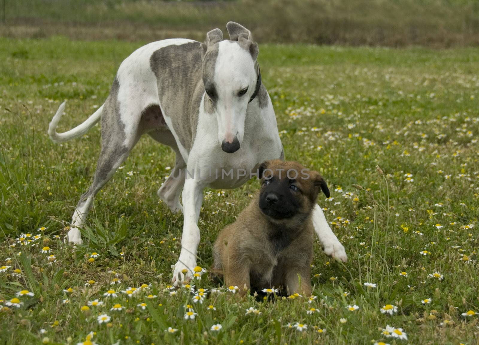 playing greyhound and puppy purebred belgian shepherd malinois
