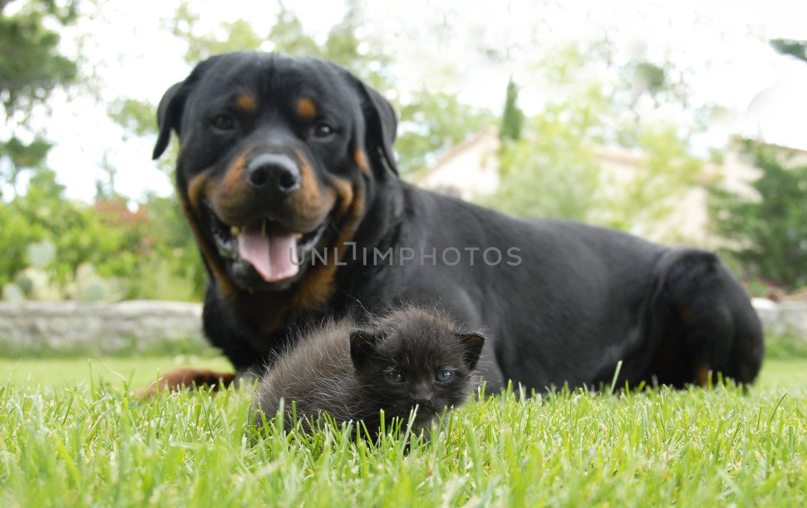 kitten and rottweiler, focus on the young cat