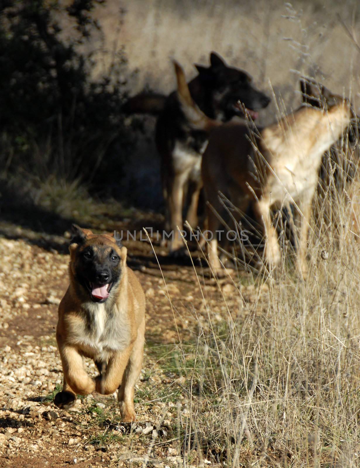 running puppy purebred belgian shepherd malinois with adults behind