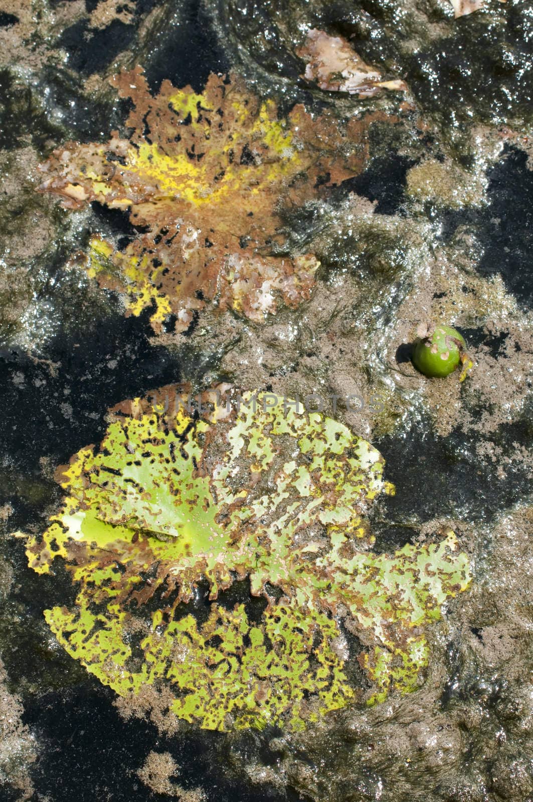 Old Waterlily leaf