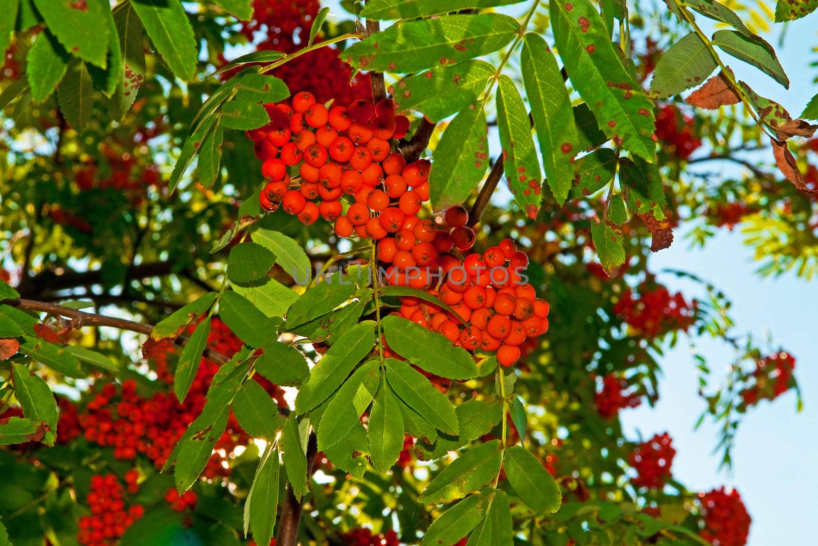 Rowan berries by Yaurinko