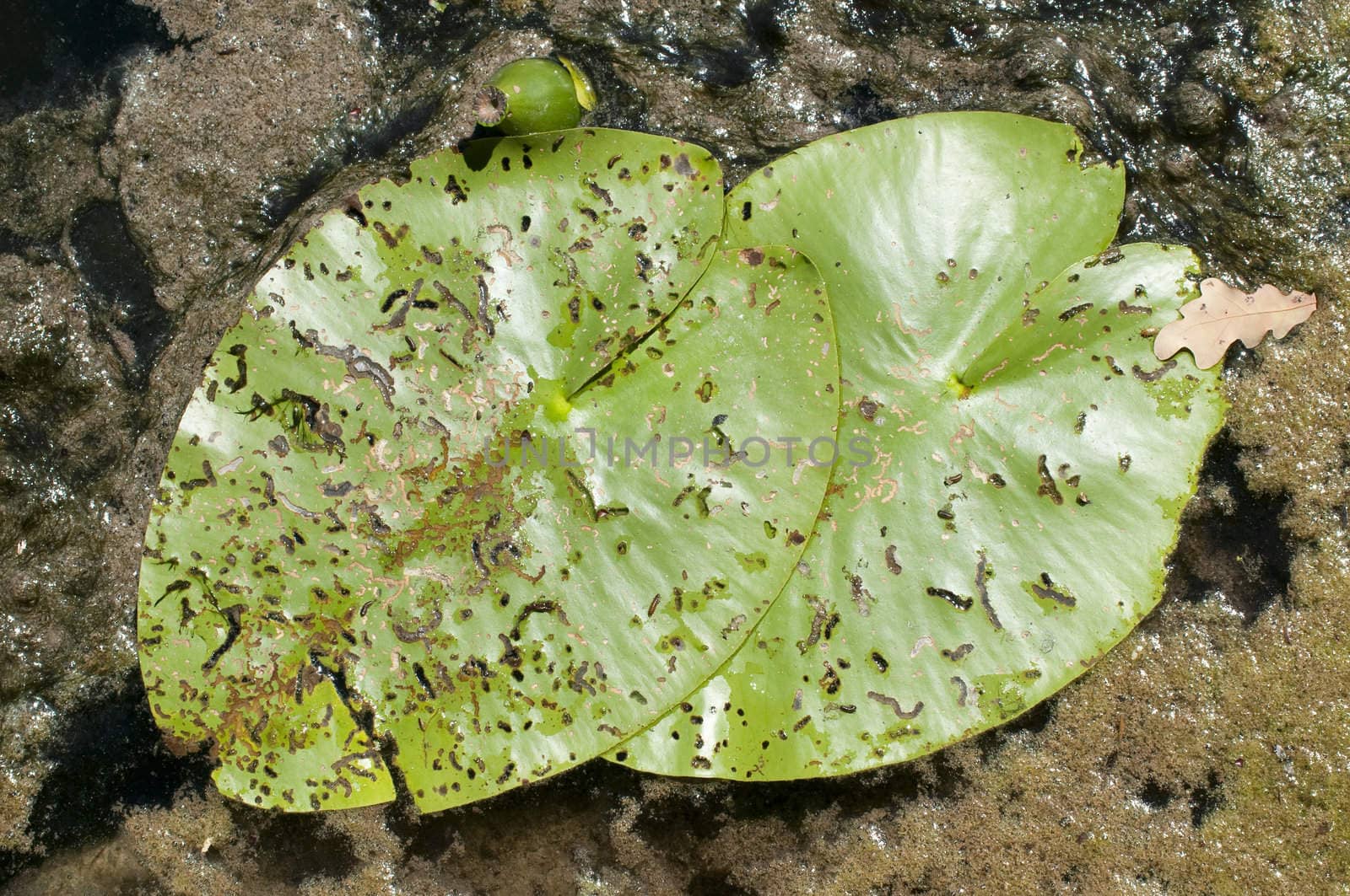 Old Waterlily leaf