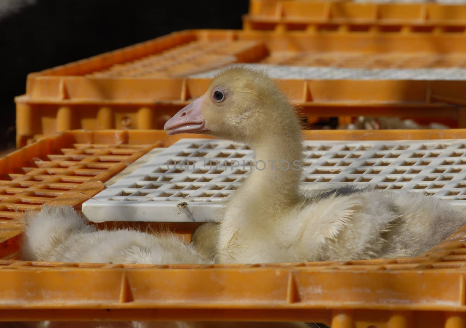 young goose or duck  on a market for sell with other ducks