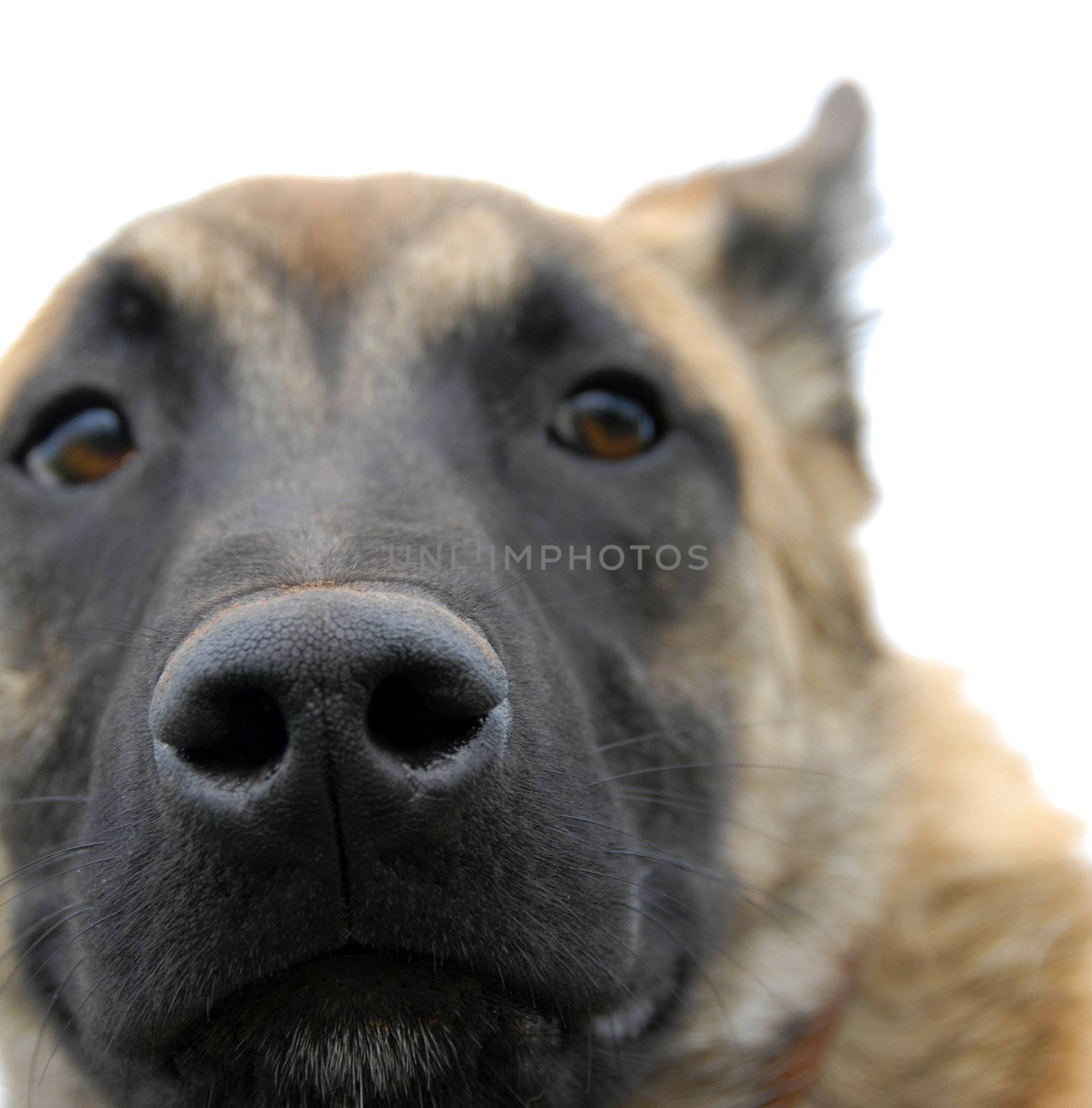 Macro image with focus on the dog�s nose of belgian shepherd