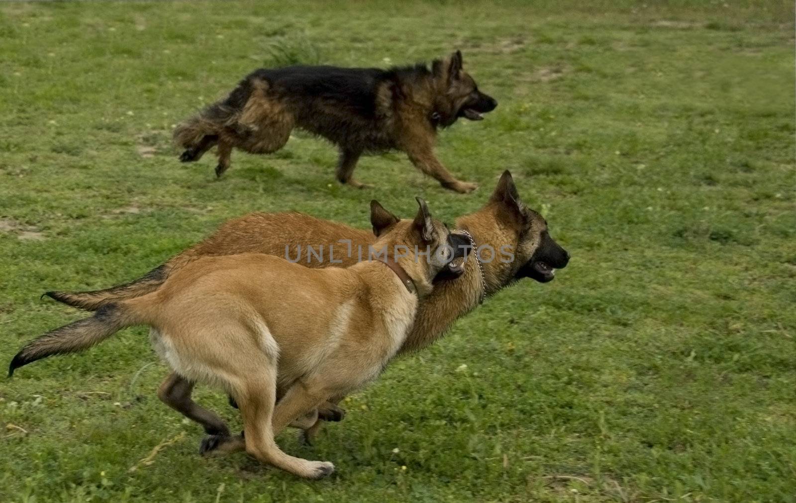 three running dogs: two puppies belgian shepherds malinois and one german shepherd