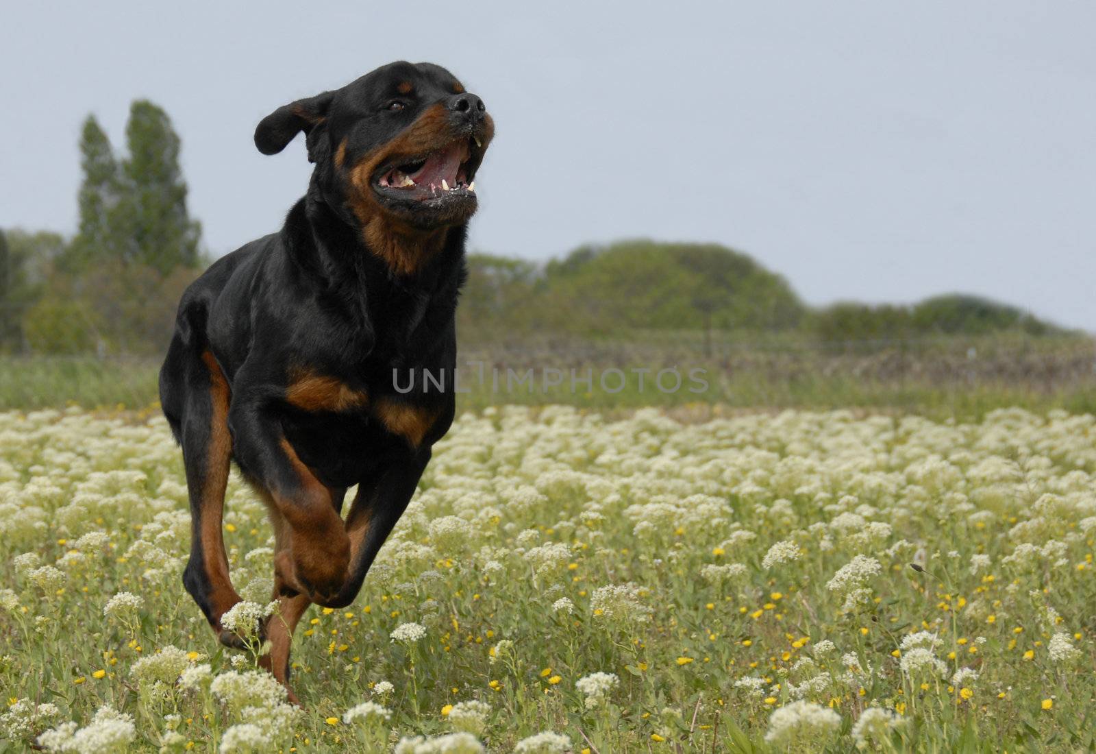 running purebred rottweiler in a field with flowers, 