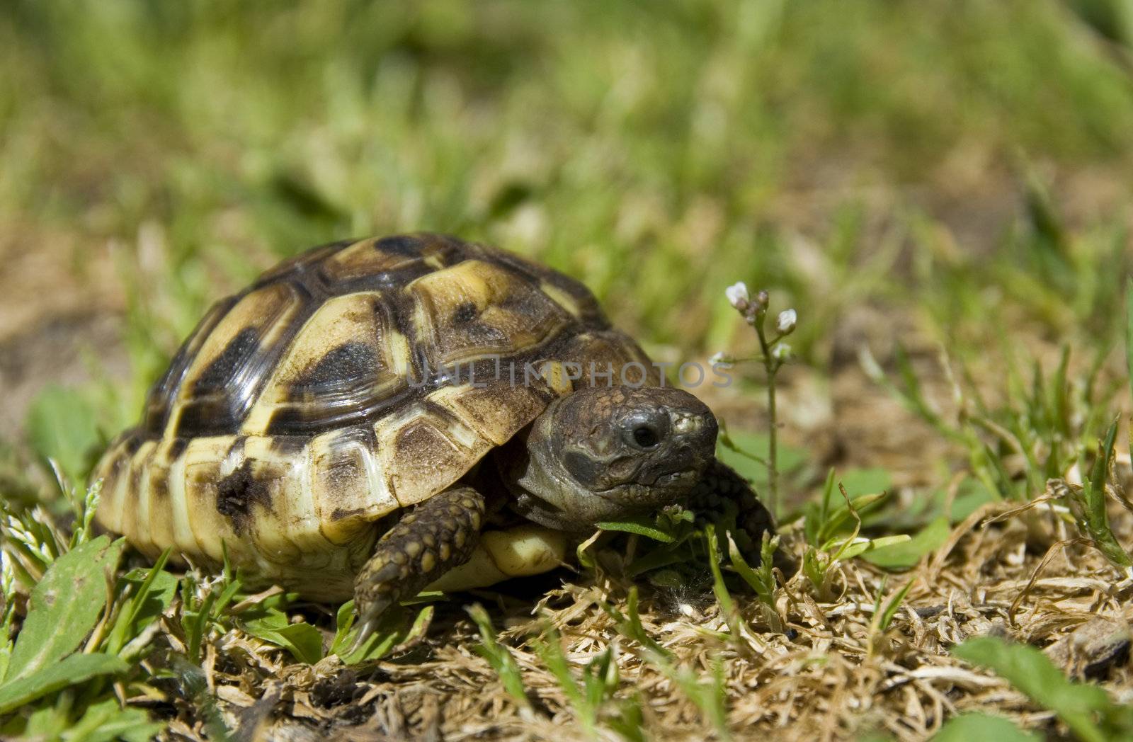 beautiful little turtle herman in green grass