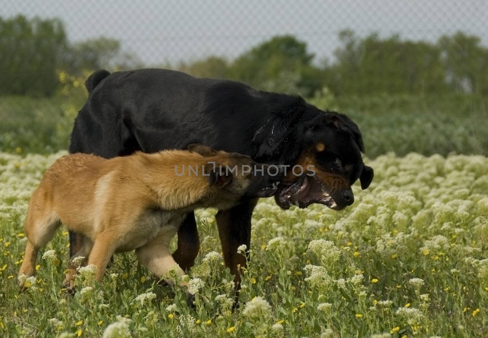 two dogs, a purebred rottweiler and a young belgian shepherd malinois biting