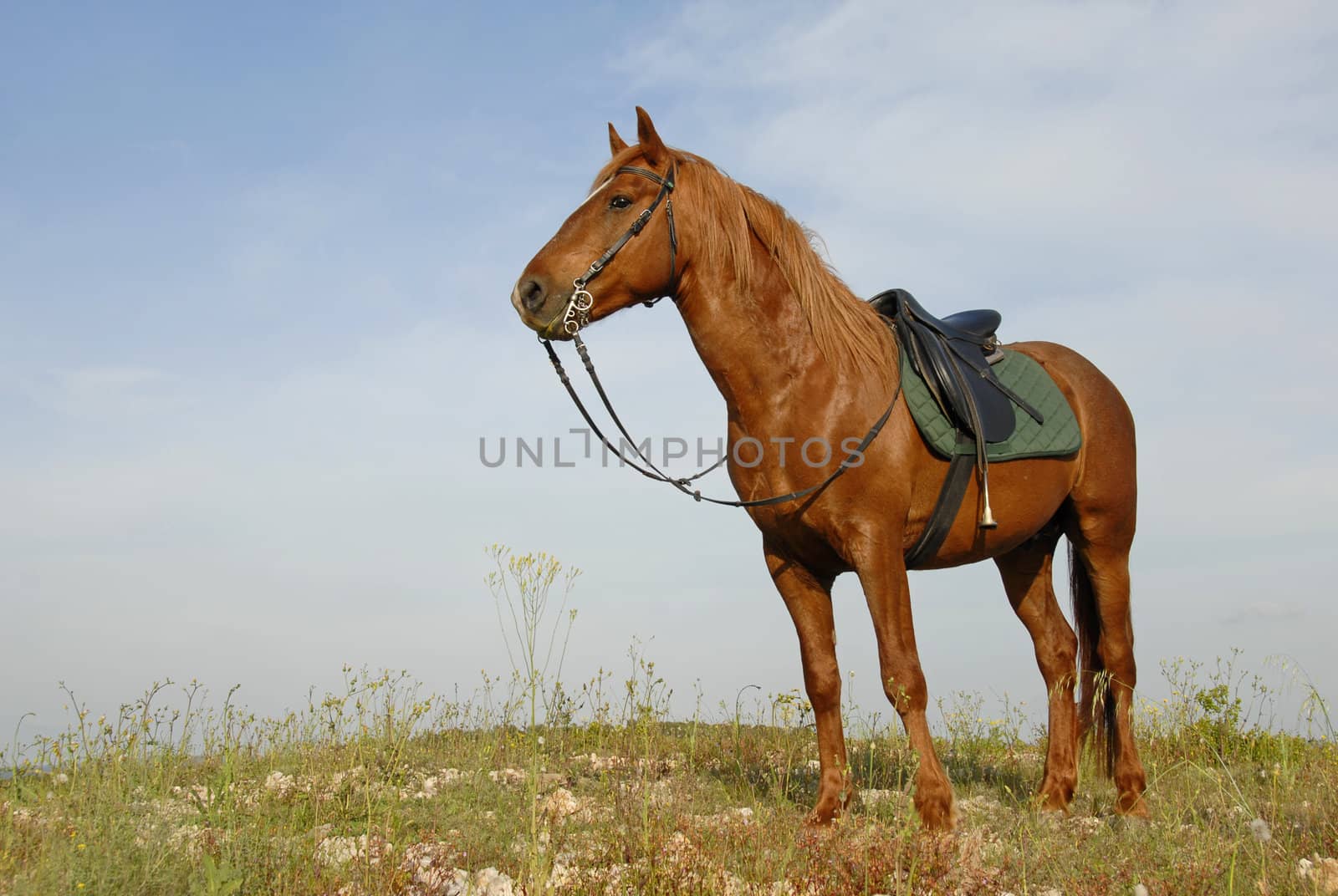 brown stallion by cynoclub