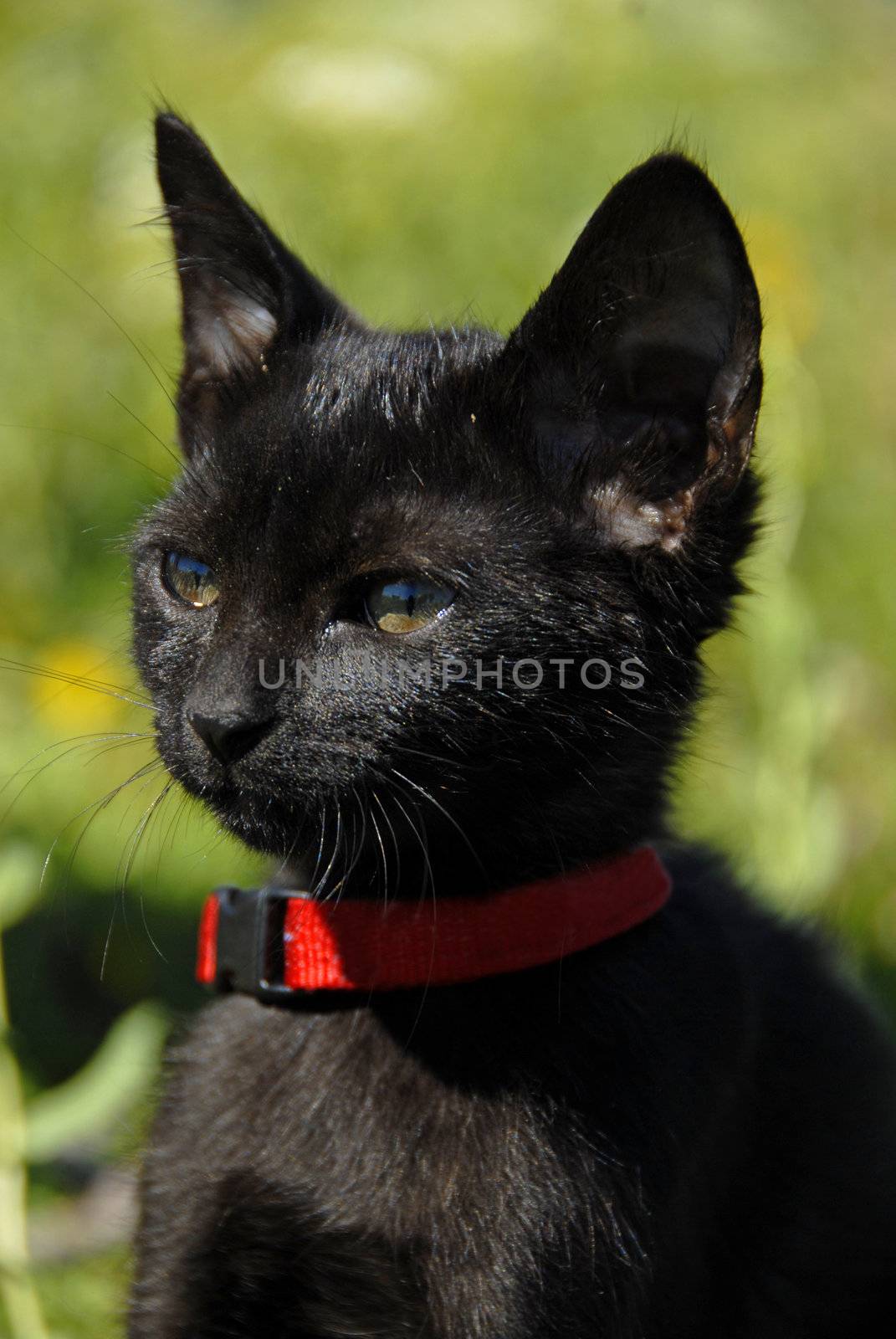 very little black kitten  in a field in flower
