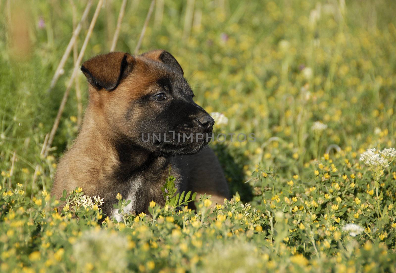 young puppy belgian shepherd malinois in a field
