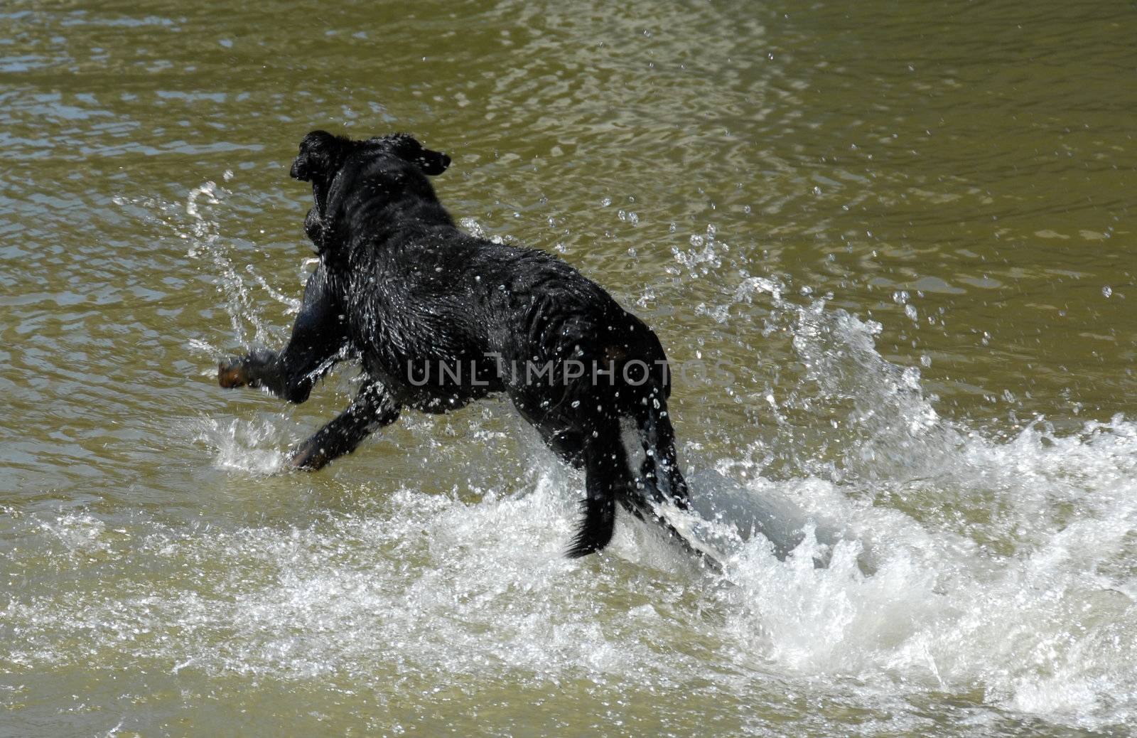 swimming  purebred french shepherd "beauceron" in a lake