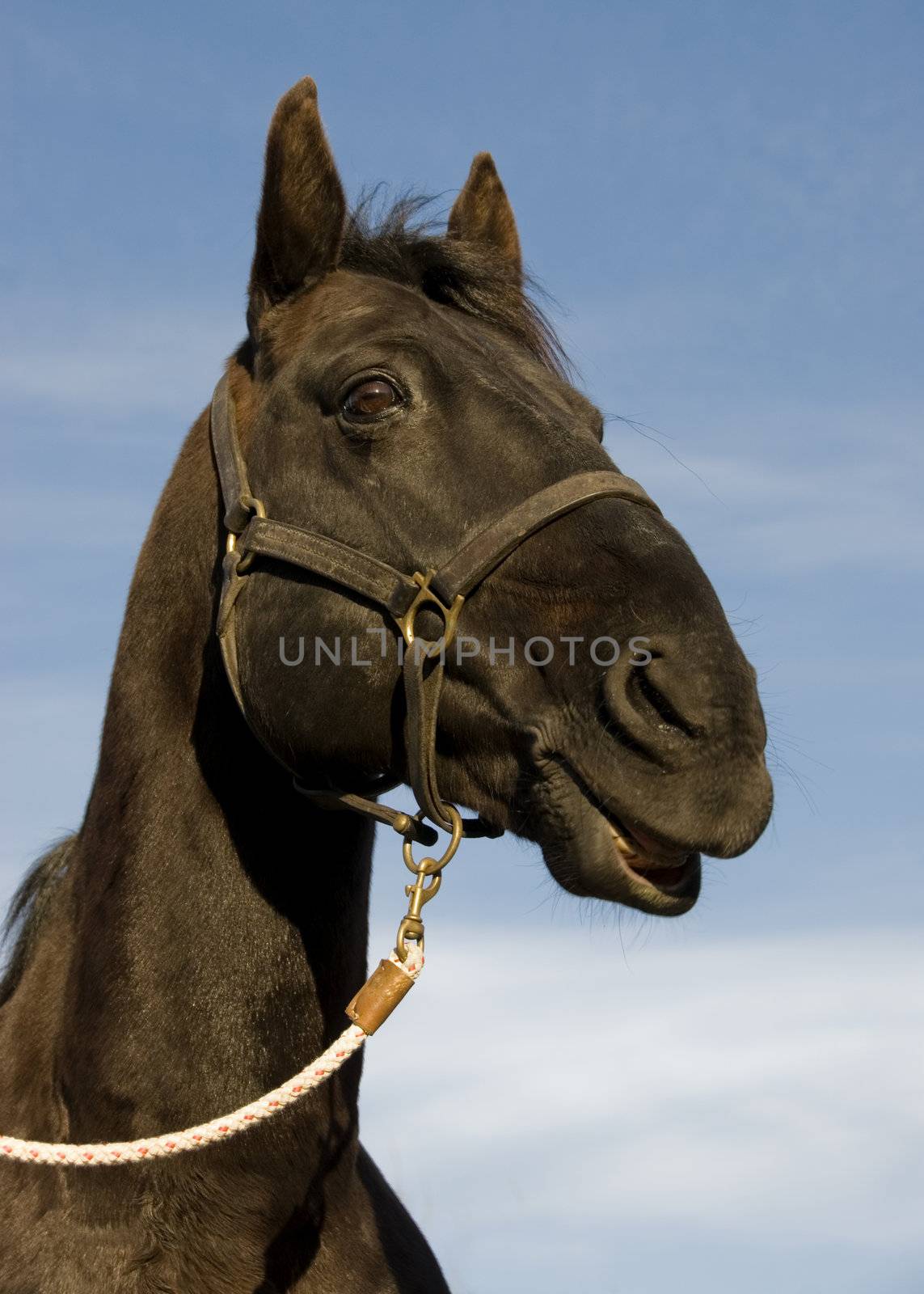 portrait of a happy black stallion in a blue sky