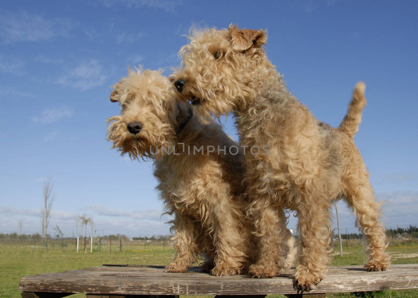 two purebred lakeland terrier on a table