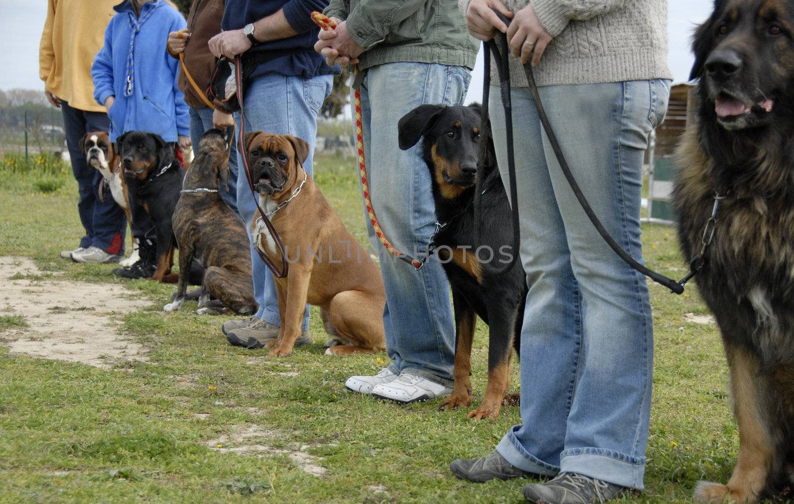 training in a club of canine obedience with purebred dogs