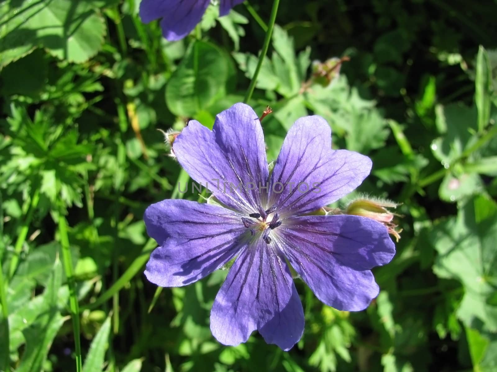 Flower; a plant; vegetation; flora; greens