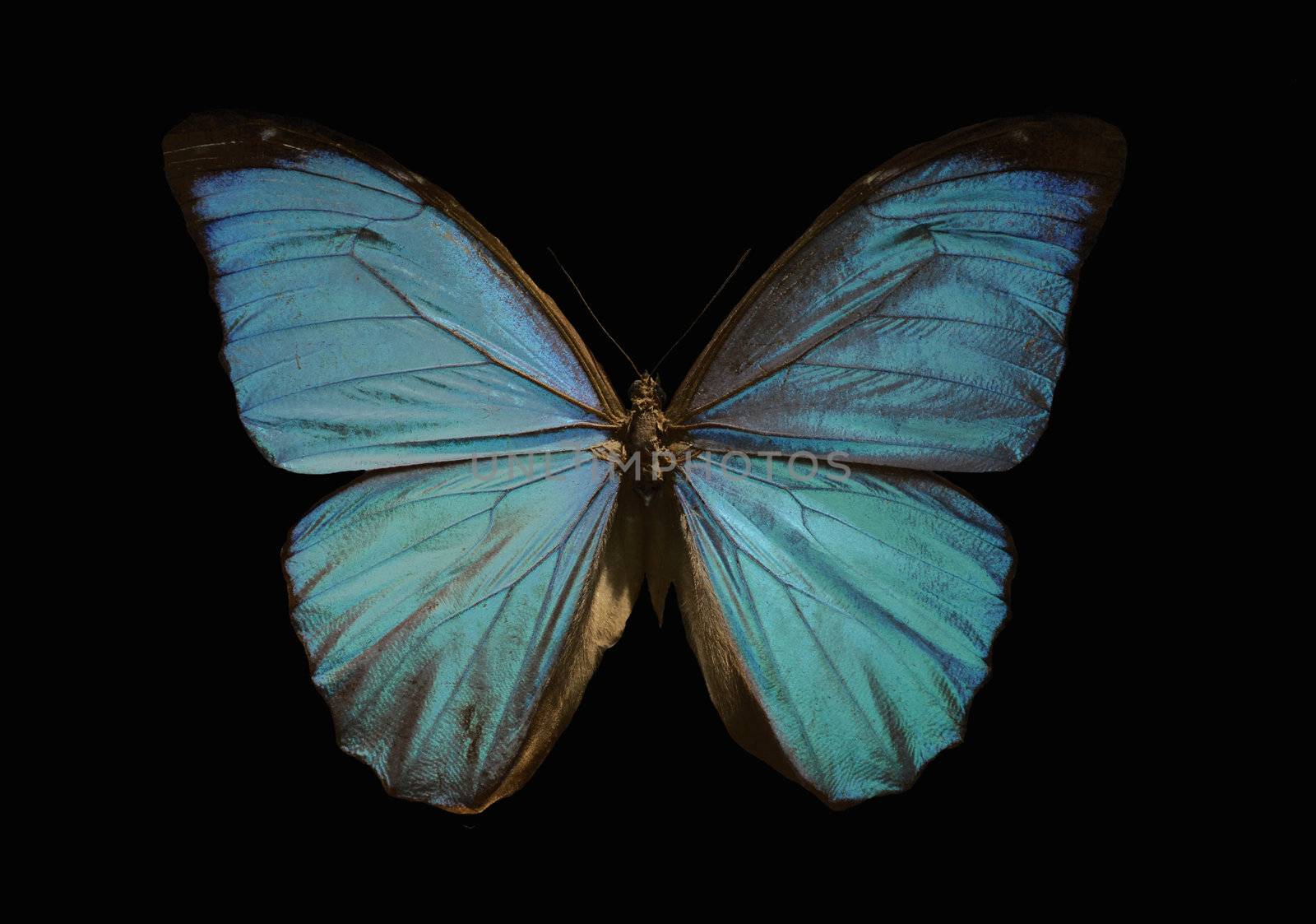 blue morpho butterfly on a black background