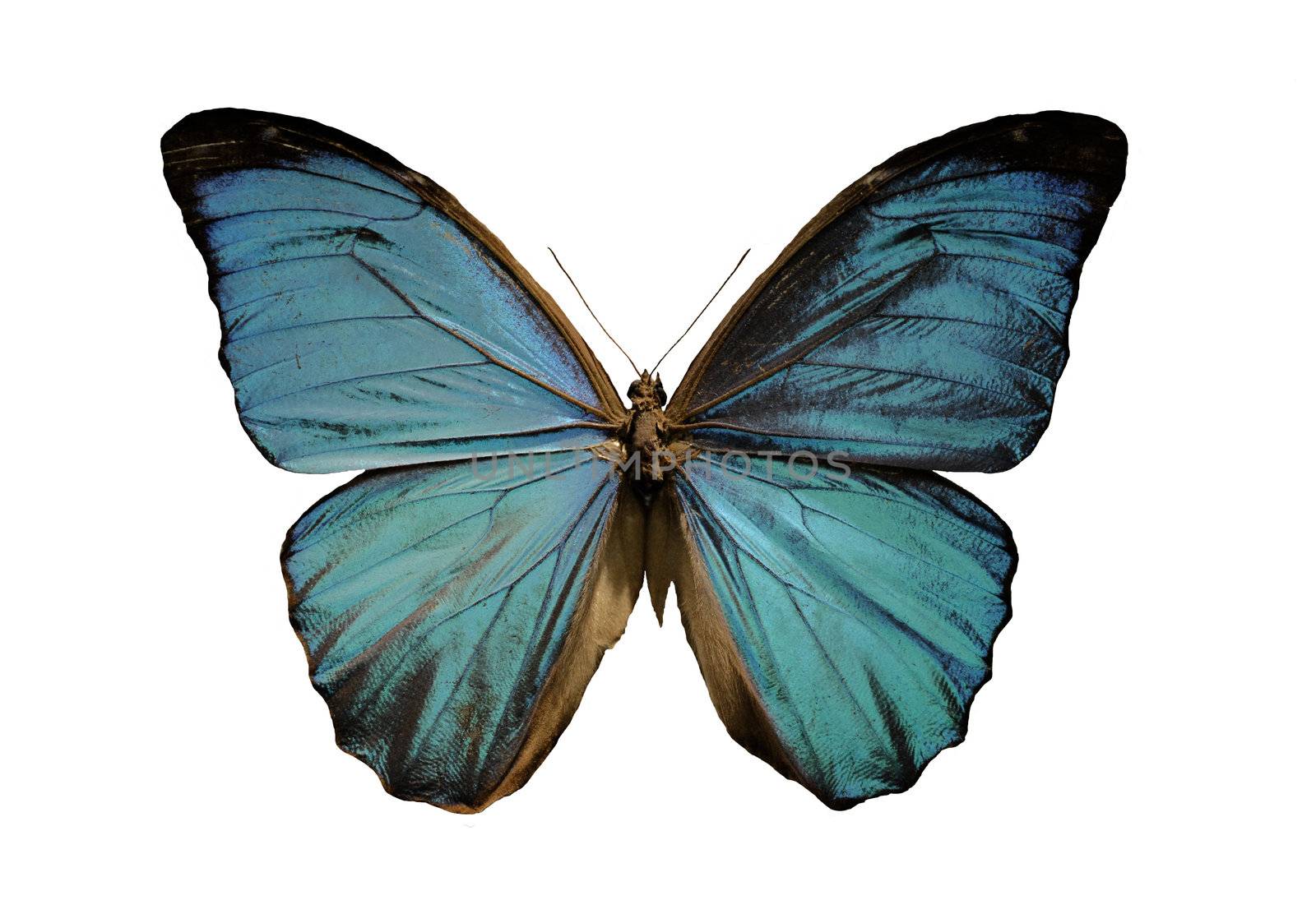 blue morpho butterfly by cynoclub