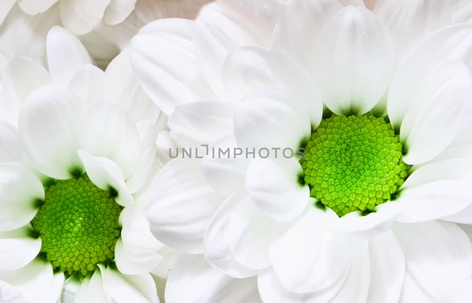 Flowers close up - big white chrysanthemums