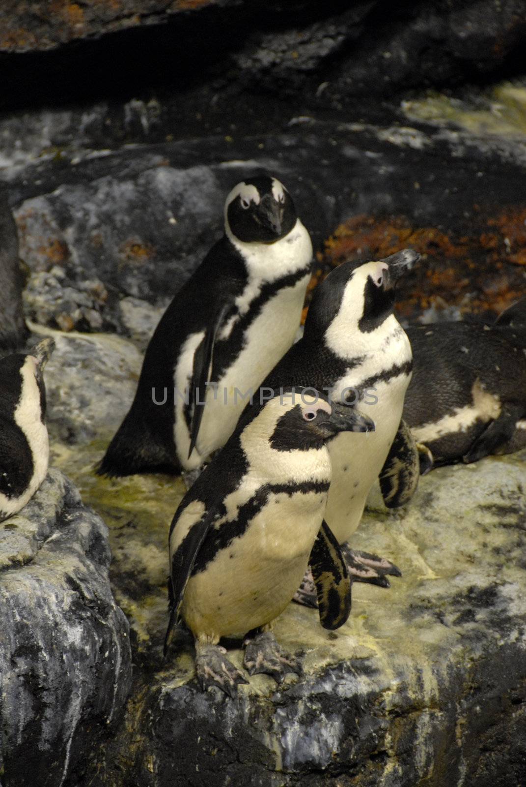 tree guillemots penguins on a roc: birds of artic