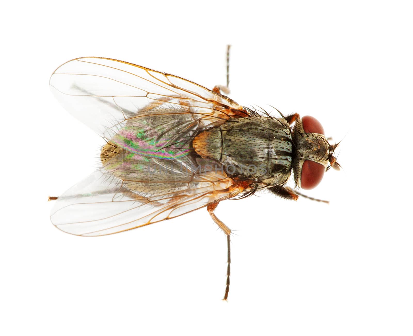 Usual fly isolated on a white background close up