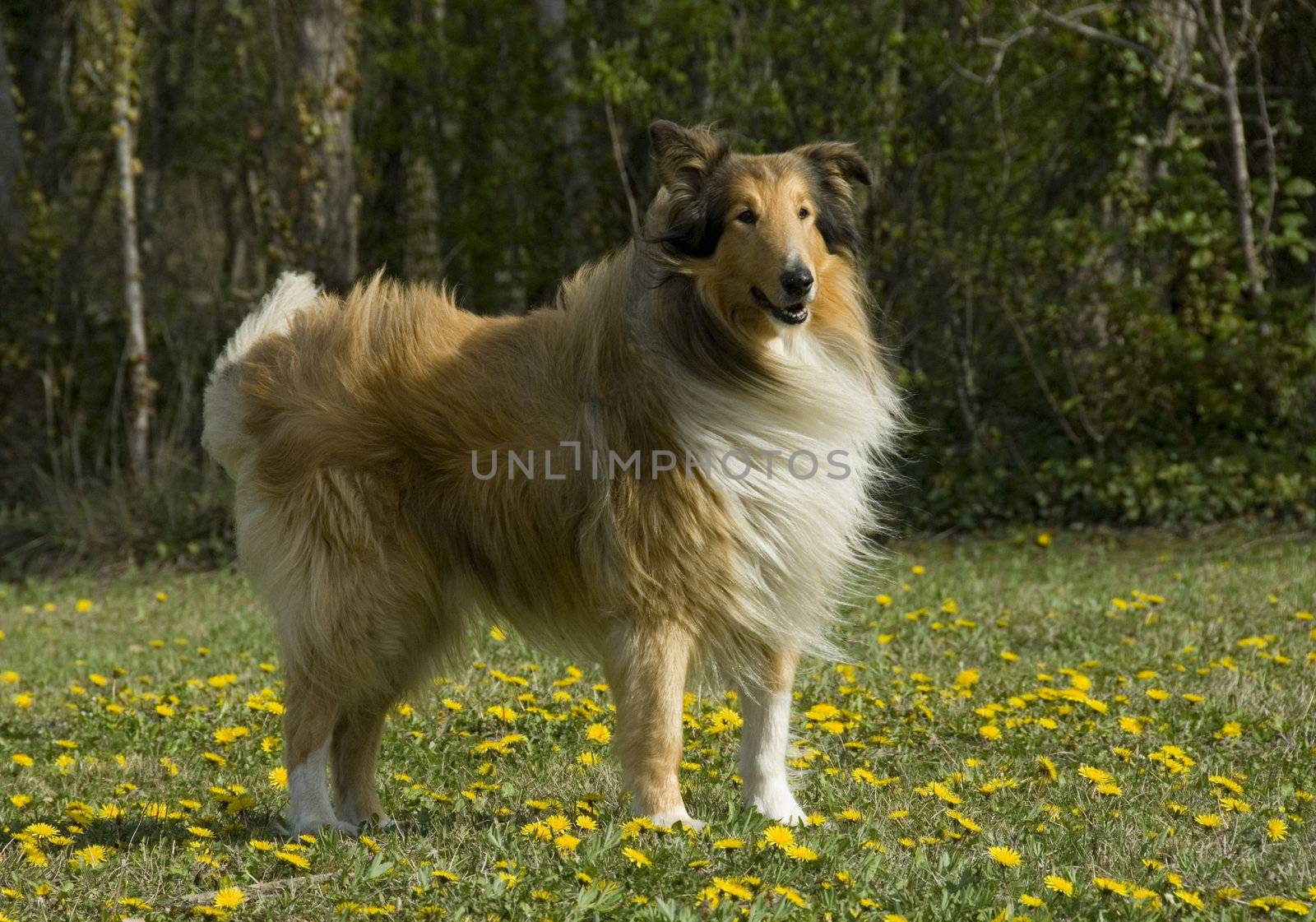 portrait of a beautiful purebred shepherd of scotland