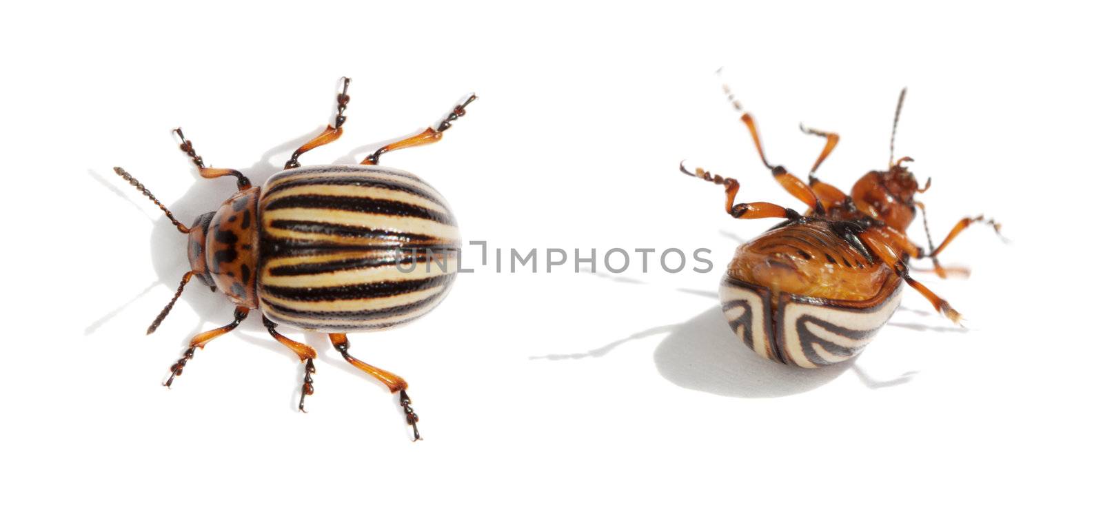 Two Colorado bugs. Live and dead. Isolated on white background.
